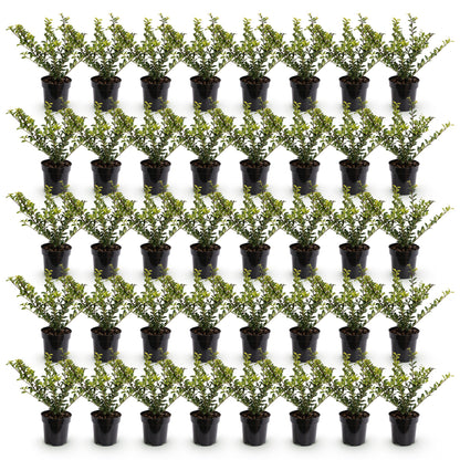 Ilex crenata Covenxa - Houx japonais en lot de 24 jeunes plants en pots alignés sur fond blanc. Chaque plante a un feuillage dense et vert.