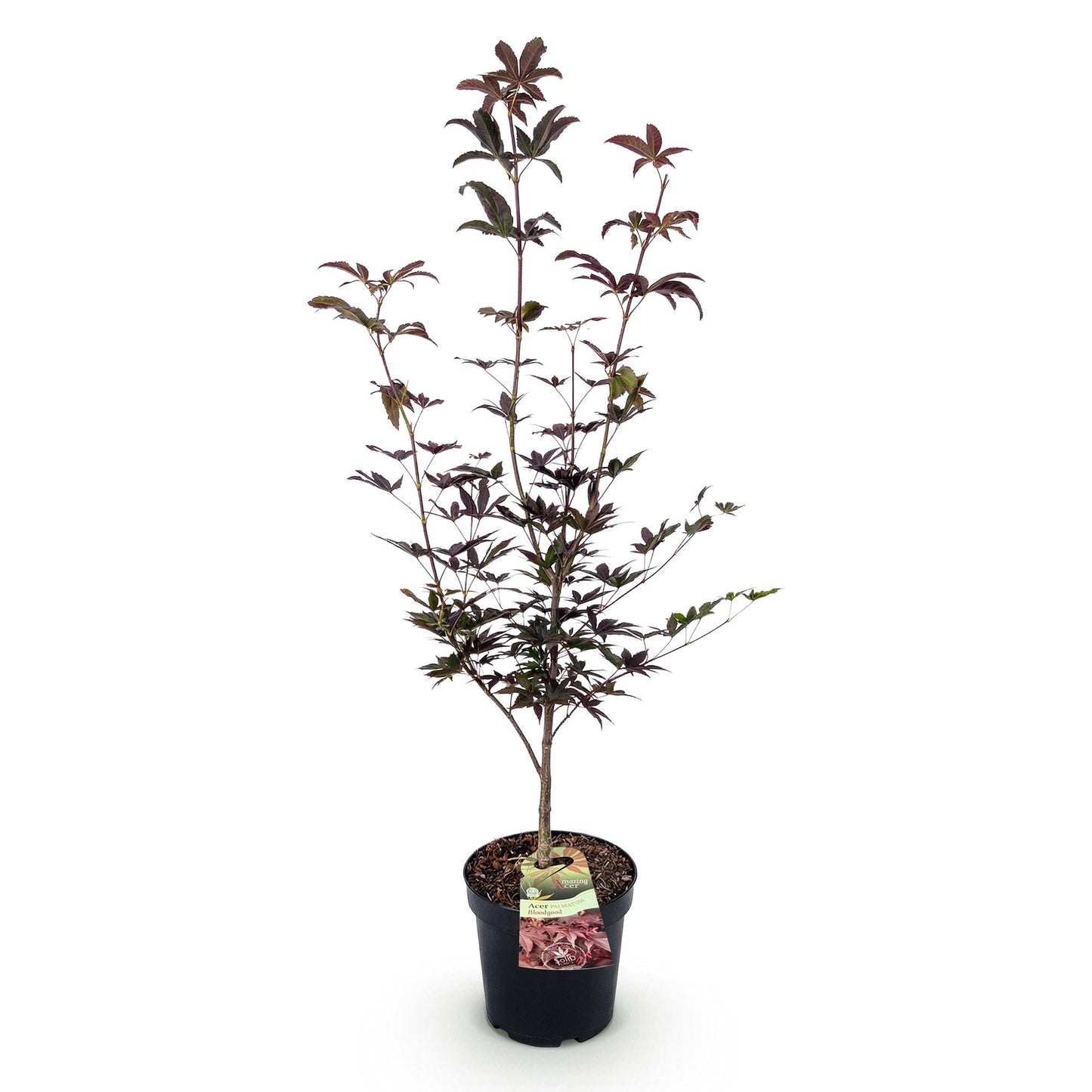 Érable japonais 'Bloodgood' en pot de 26cm sur fond blanc. Feuillage caduc rouge foncé, hauteur 90cm.