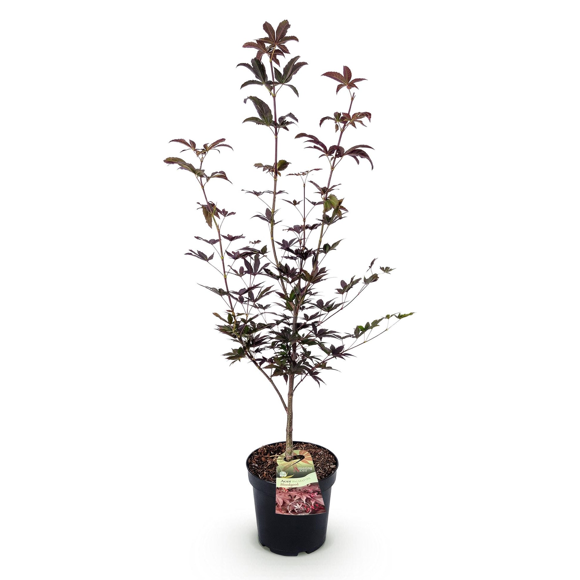 Érable japonais 'Bloodgood' en pot de 26cm sur fond blanc. Feuillage caduc rouge foncé, hauteur 90cm.