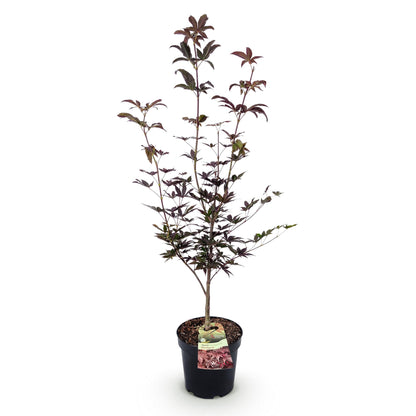 Érable japonais 'Bloodgood' en pot de 26cm sur fond blanc. Feuillage caduc rouge foncé, hauteur 90cm.