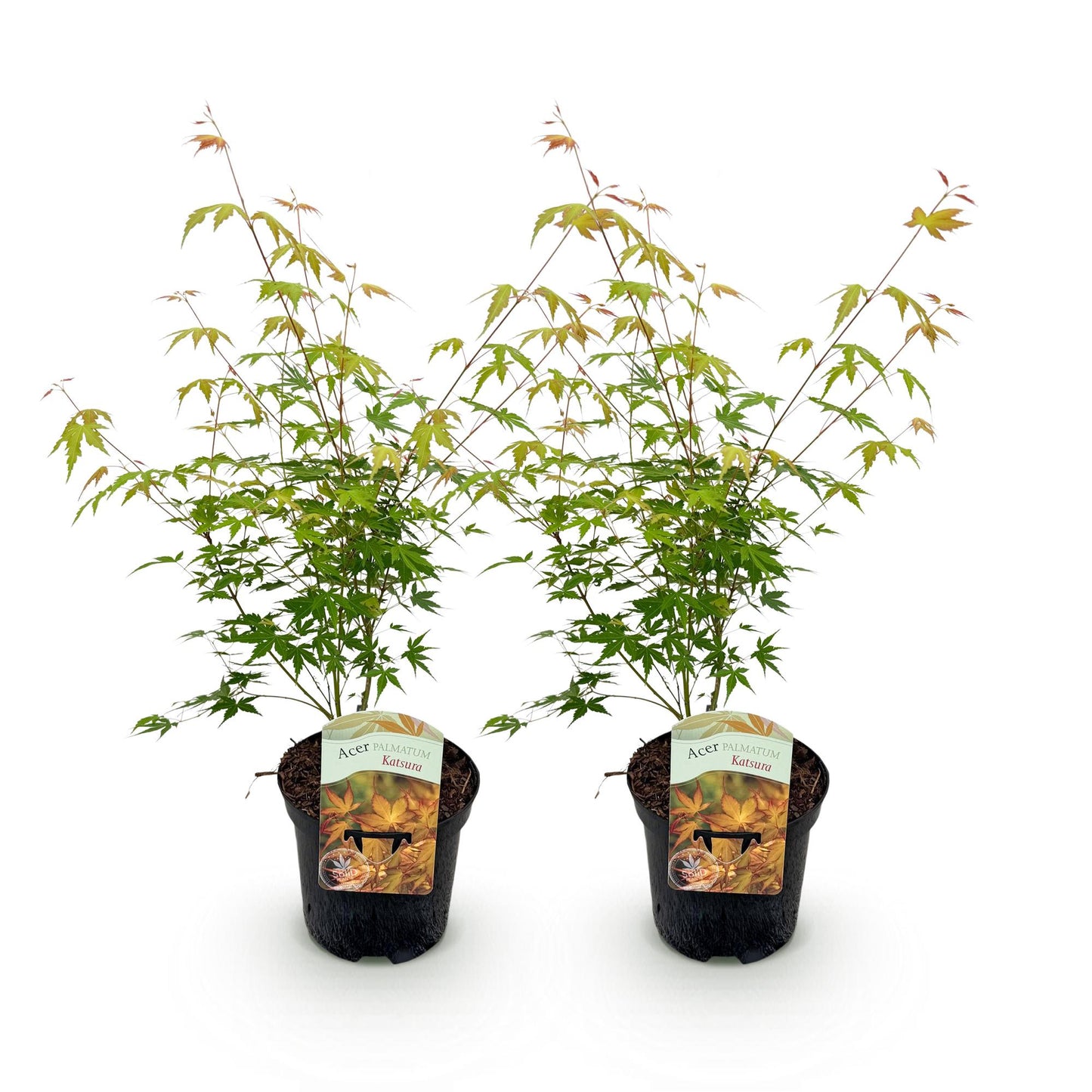 Acer palmatum Katsura. Deux érables japonais en pot noir sur fond blanc, affichant un jeune feuillage vert et de nouvelles pousses orange vi