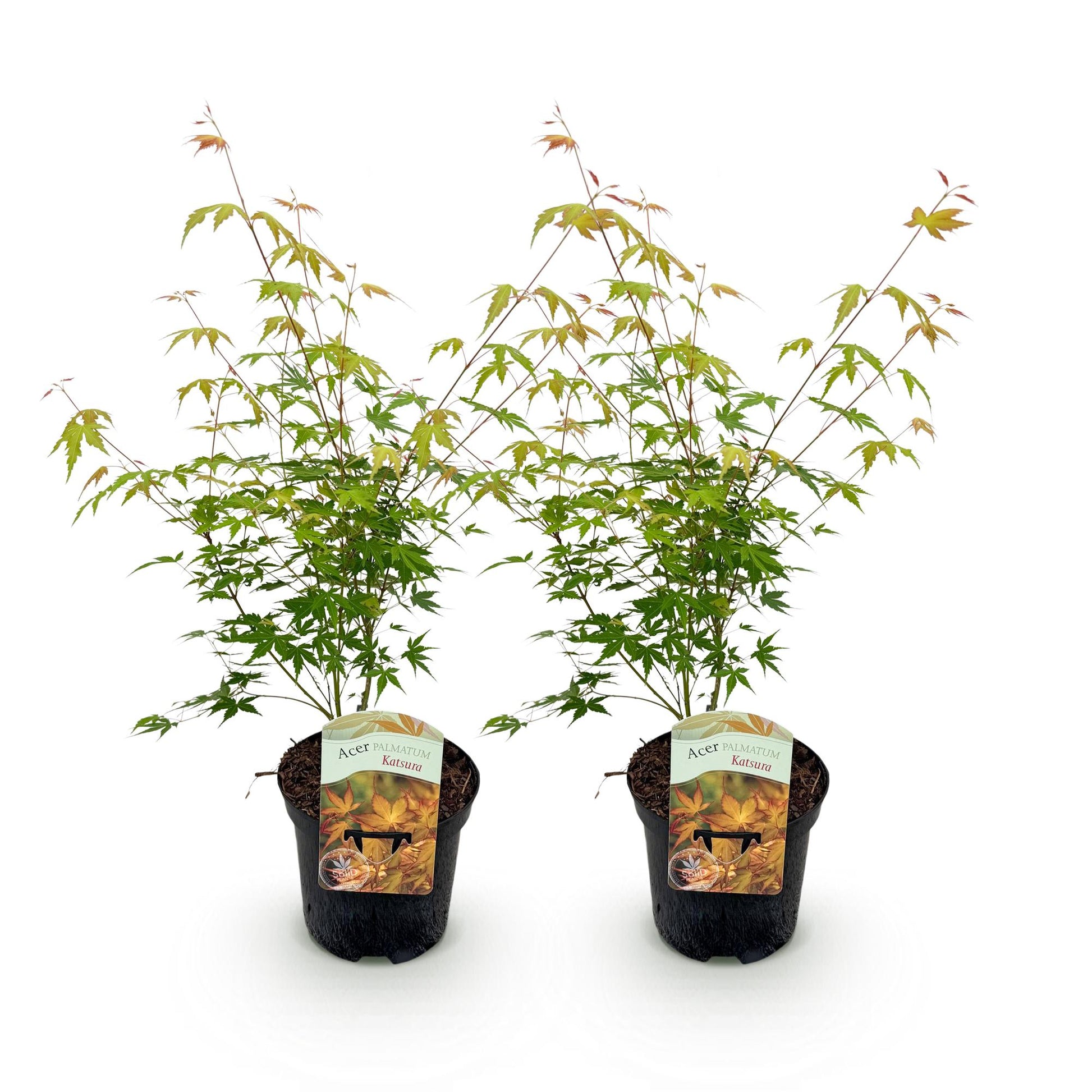 Acer palmatum Katsura. Deux érables japonais en pot noir sur fond blanc, affichant un jeune feuillage vert et de nouvelles pousses orange vi