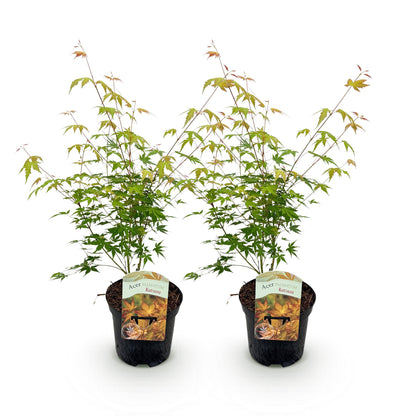 Acer palmatum Katsura. Deux érables japonais en pot noir sur fond blanc, affichant un jeune feuillage vert et de nouvelles pousses orange vi