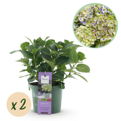 Hortensia Hydrangea Magical Jewel Blue : Un plant d'hortensia en pot, avec un gros plan de ses fleurs et une pastille "x2" pour un lot.