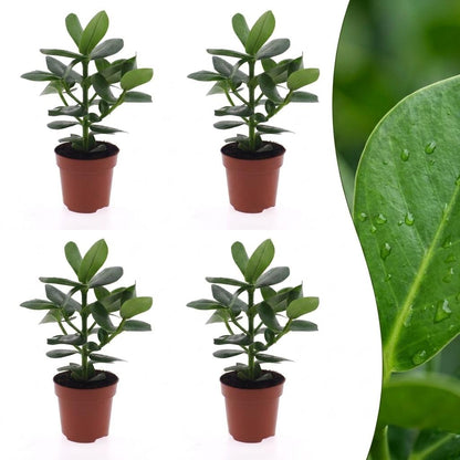 Quatre petits Clusia Princess aux feuilles rondes et vertes foncées dans leurs pots de culture bruns avec un gros plan sur une feuille