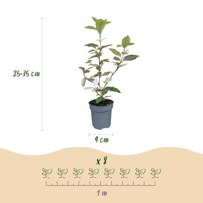 Elaeagnus ebbingei Compacta : Infographie montrant un jeune plant en pot, sa hauteur (25-35 cm), le diamètre du pot (9 cm) et un schéma pour