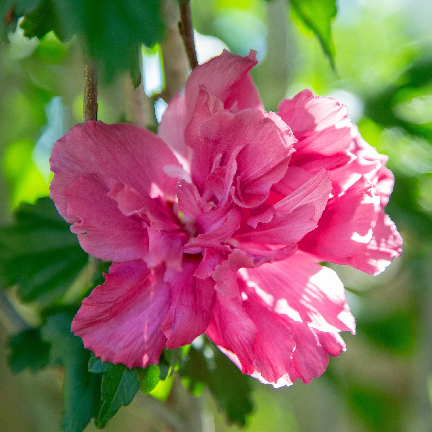 Hibiscus syriacus Magenta Chiffon®, gros plan d'une fleur rose magenta avec des reflets de lumière et un fond vert flou.