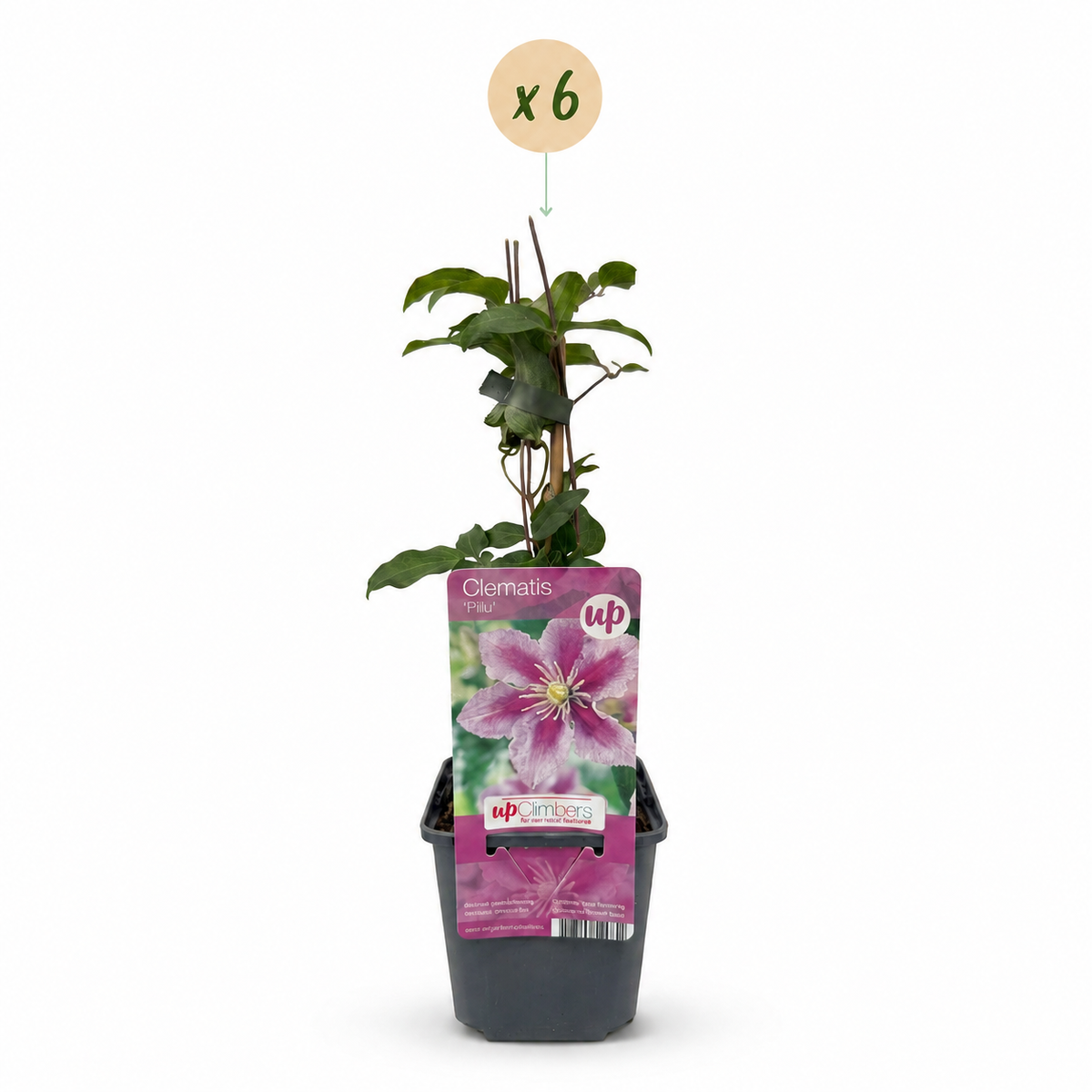 Clématite 'Piilu' - lot de 6 plants, pot Ø9 cm