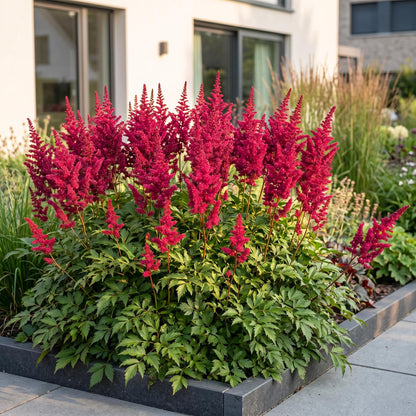 Astilbe A Fanal fleurie de grandes panicules rouge framboise intenses, avec un feuillage vert foncé, plantée en pleine terre le long d'une m
