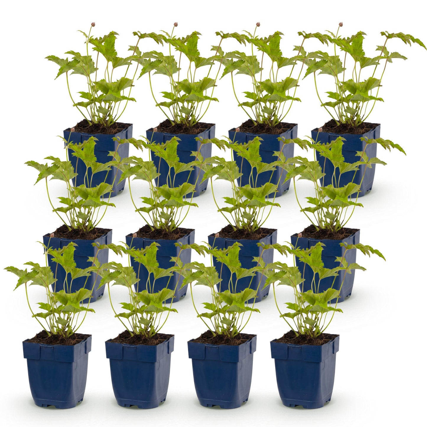 Anémone d'automne Hon. Jobert : lot de 12 jeunes plants en pots bleus, feuillage vert vif, prêts à être plantés en pleine terre.