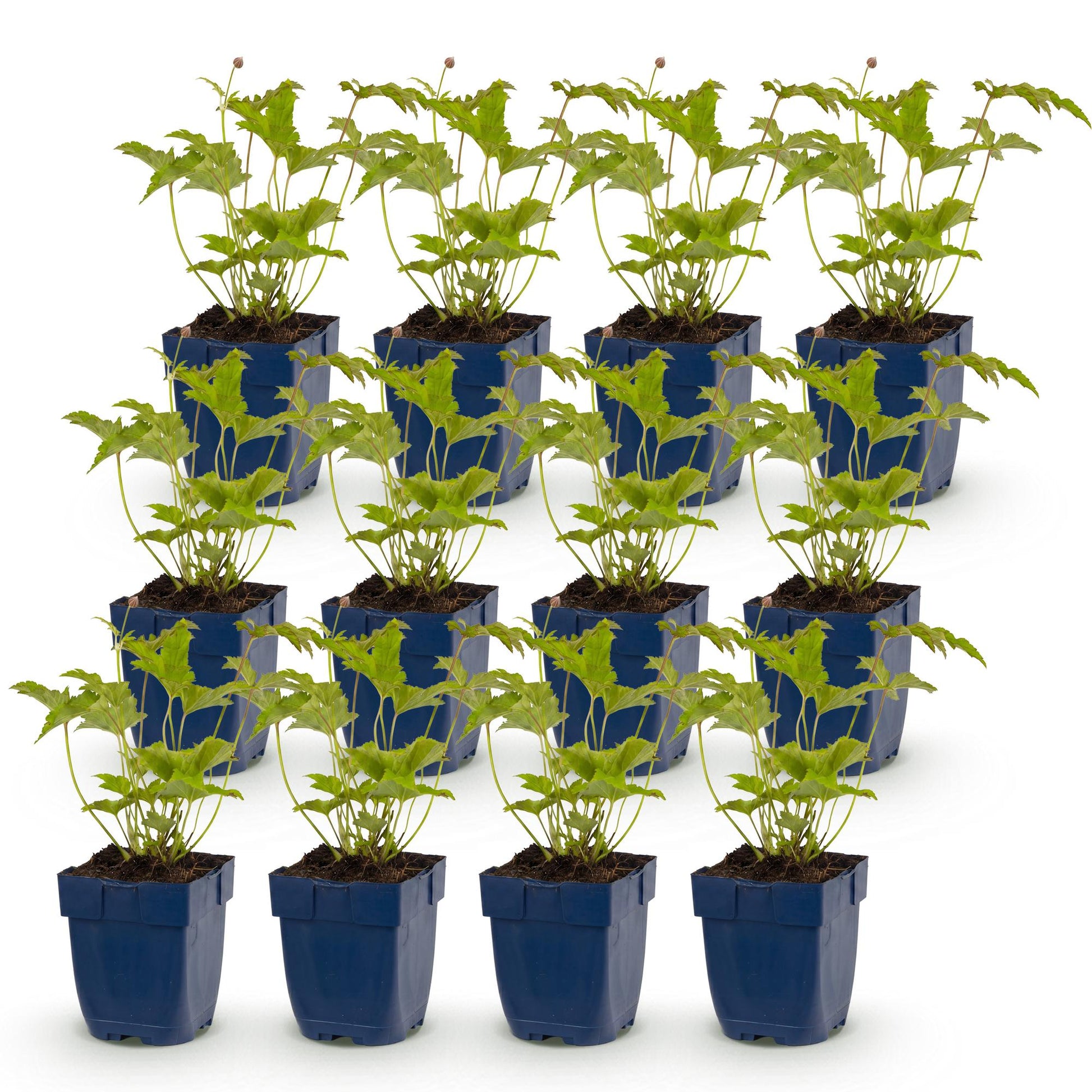 Anémone d'automne Hon. Jobert : lot de 12 jeunes plants en pots bleus, feuillage vert vif, prêts à être plantés en pleine terre.