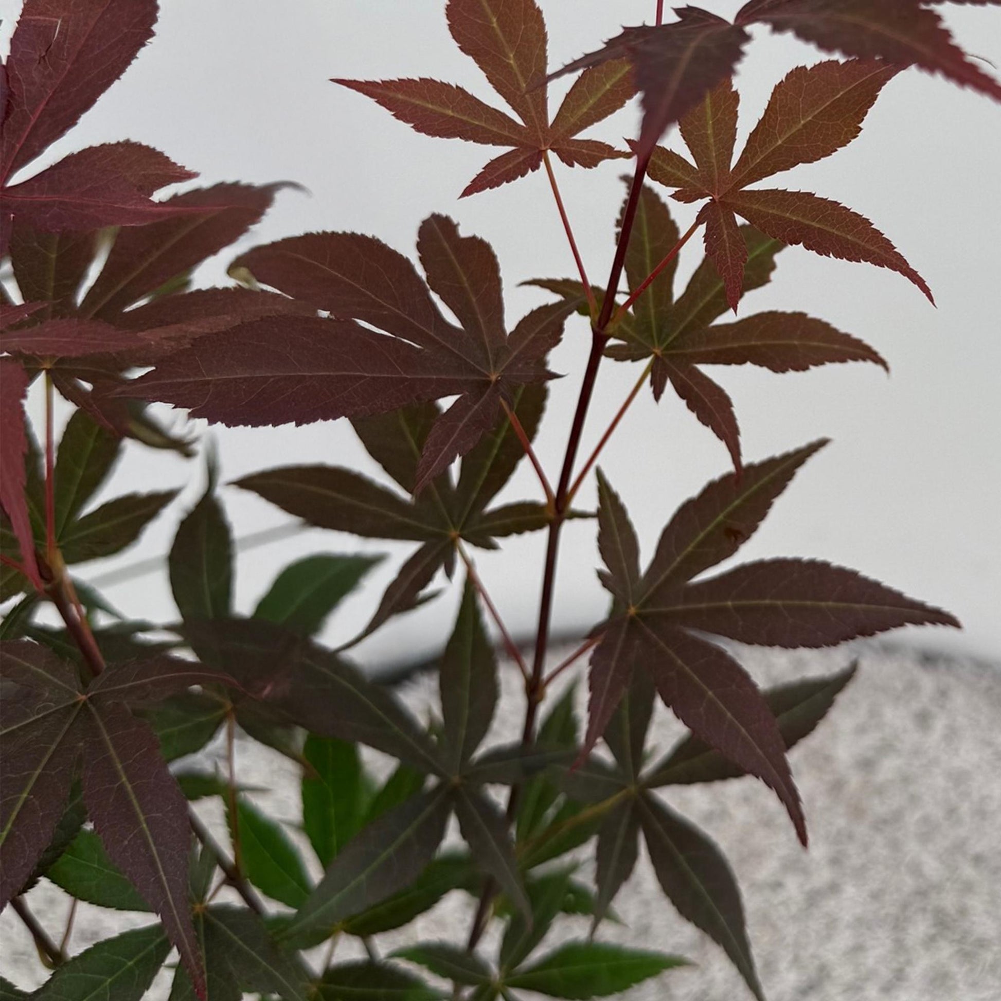 Acer palmatum Atropurpureum. Gros plan sur les feuilles palmées rouge violet de l'érable japonais sur un fond blanc flou.