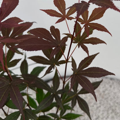 Acer palmatum Atropurpureum. Gros plan sur les feuilles palmées rouge violet de l'érable japonais sur un fond blanc flou.