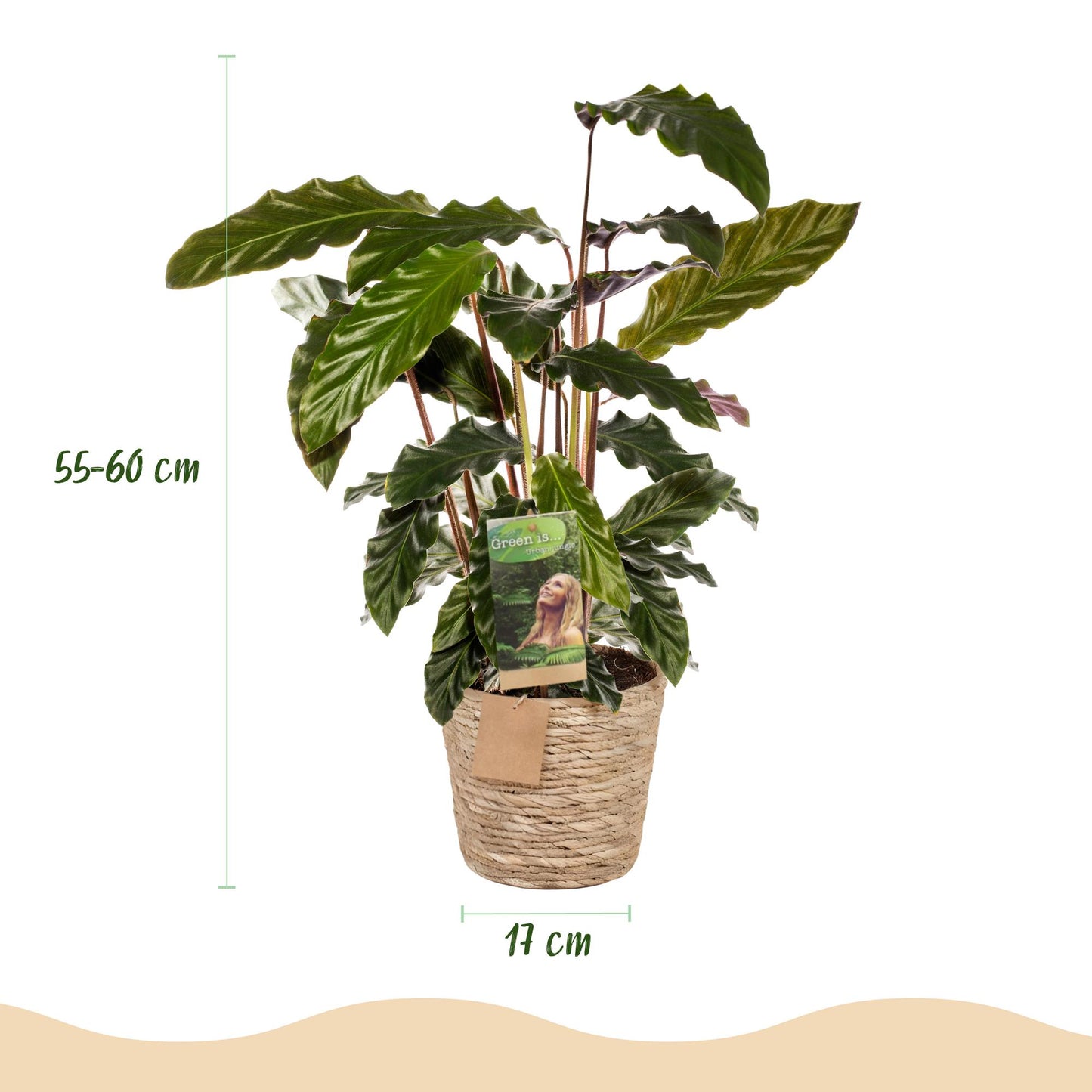 Plantes d'intérieur - Calathea Rufibarba - Plante paon - Peu d'entretien - avec panier - Vert - 1 Plante - Pot 17cm - Hauteur 55-60cm