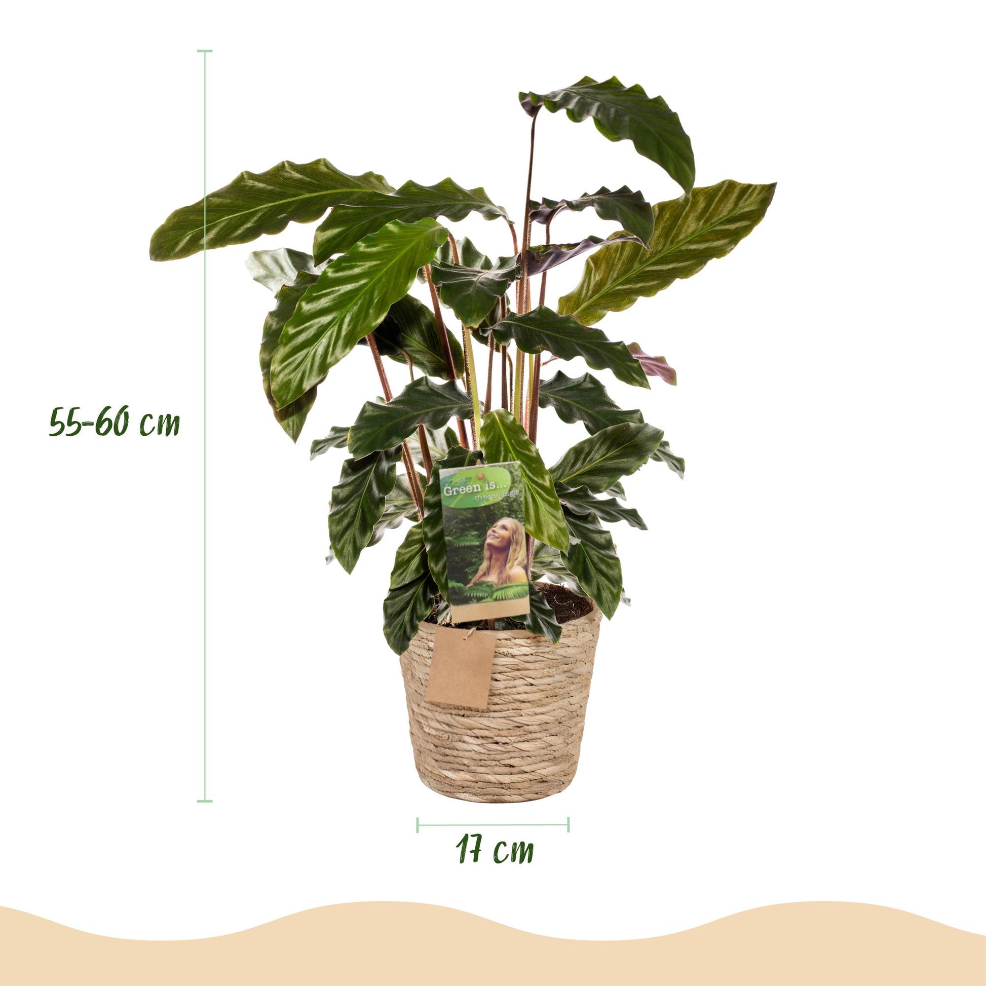 Plantes d'intérieur - Calathea Rufibarba - Plante paon - Peu d'entretien - avec panier - Vert - 1 Plante - Pot 17cm - Hauteur 55-60cm