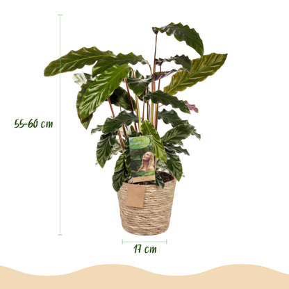 Plantes d'intérieur - Calathea Rufibarba - Plante paon - Peu d'entretien - avec panier - Vert - 1 Plante - Pot 17cm - Hauteur 55-60cm