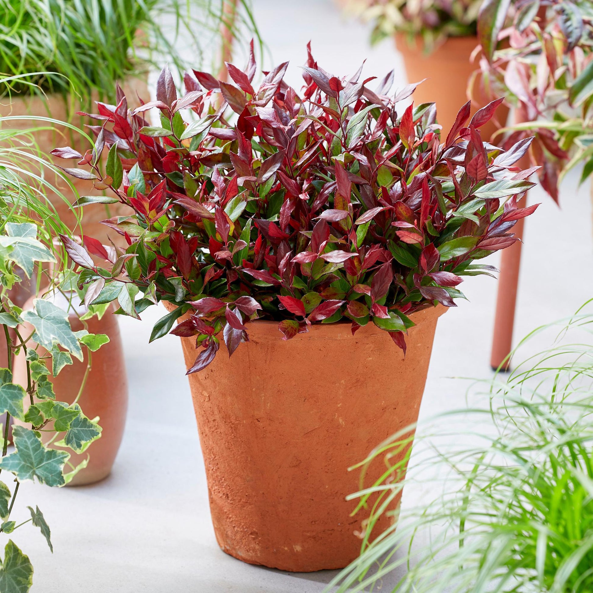 Leucothoe Little Flame : pot en terre cuite rempli de cette plante au feuillage rougeoyant et vert, posé en extérieur.