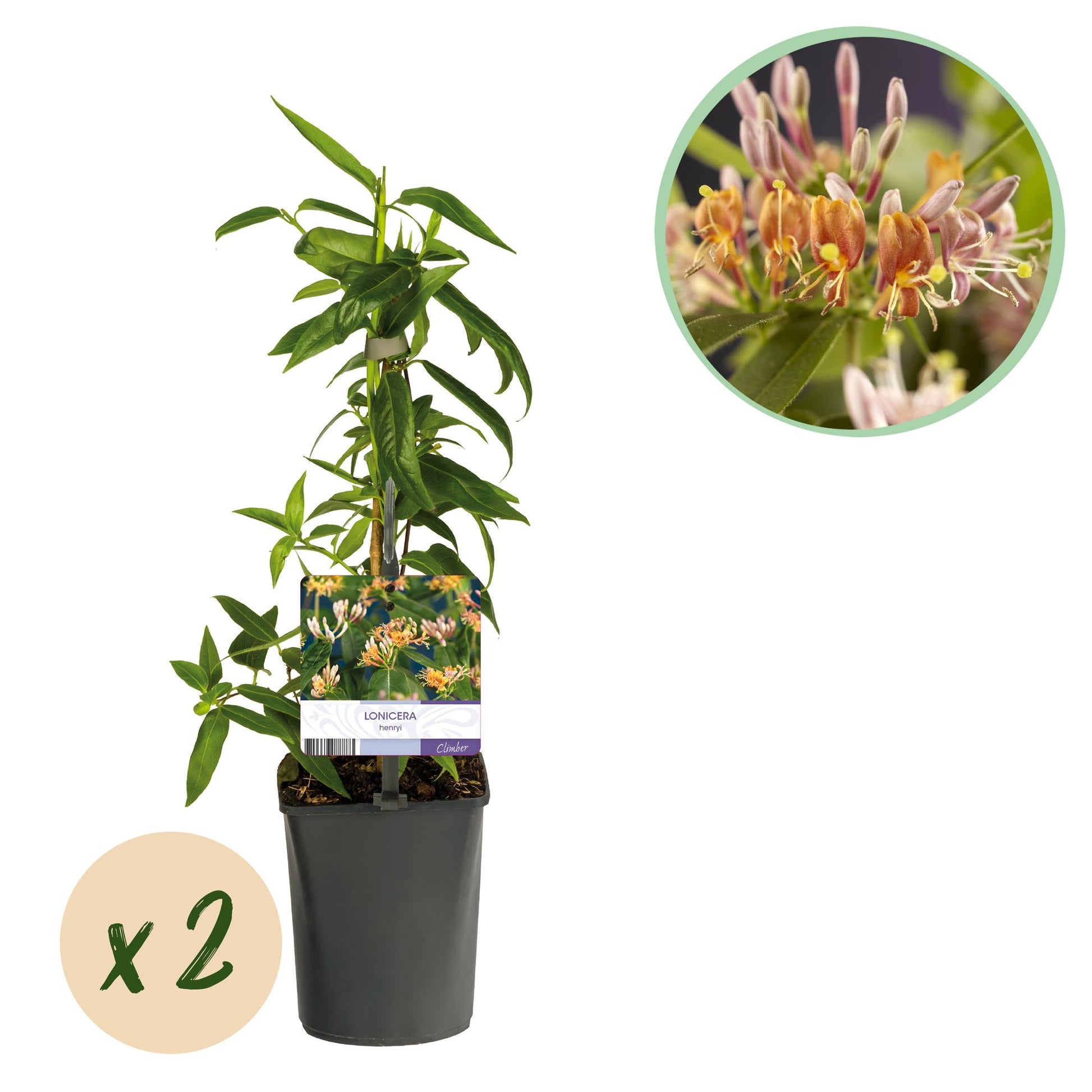 Chèvrefeuille Lonicera henryi, plant en pot avec son étiquette, accompagné d'une pastille 'x2' et d'un médaillon montrant ses fleurs roses.