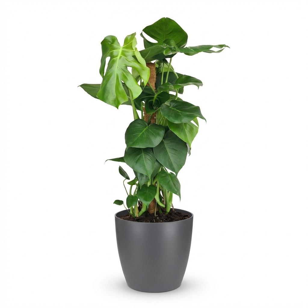 Plante d'intérieur - Monstera Deliciosa sur tuteur - Vert - Peu d'entretien - 1 Plante - avec Potter Gris - Pot 19cm - Hauteur 90cm