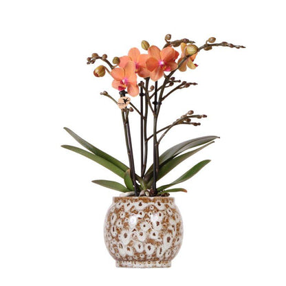 Orchidée Phalaenopsis orange avec cache-pot Motif safari