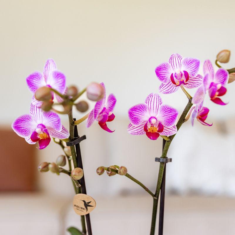 Orchidée Phalaenopsis rose en pot
