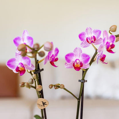 Orchidée Phalaenopsis rose en pot
