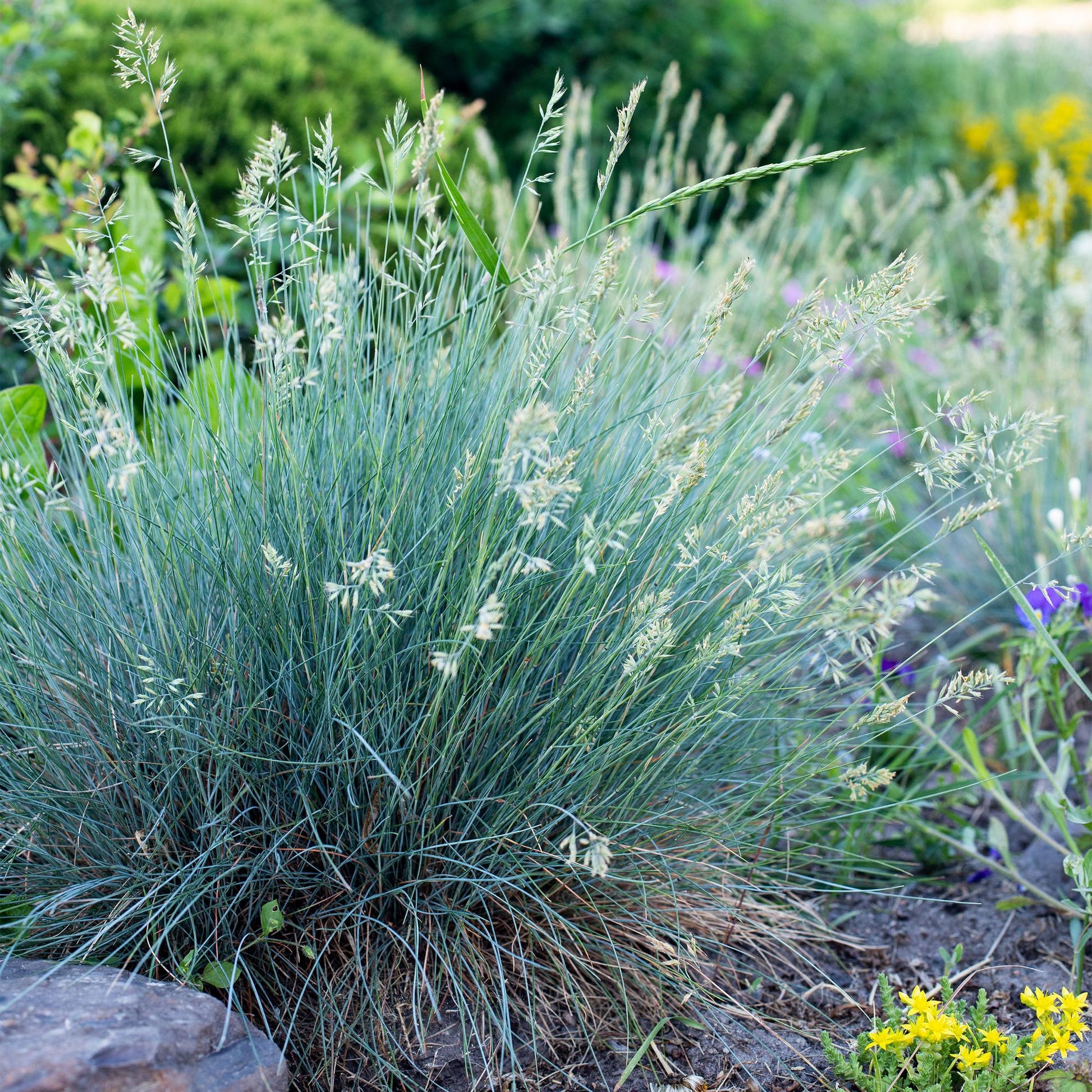 Festuca glauca Intense Blue, graminée ornementale bleue en pleine terre, apporte une touche de légèreté et de couleur à un jardin.