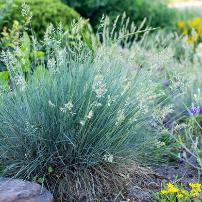 Festuca glauca Intense Blue, graminée ornementale bleue en pleine terre, apporte une touche de légèreté et de couleur à un jardin.