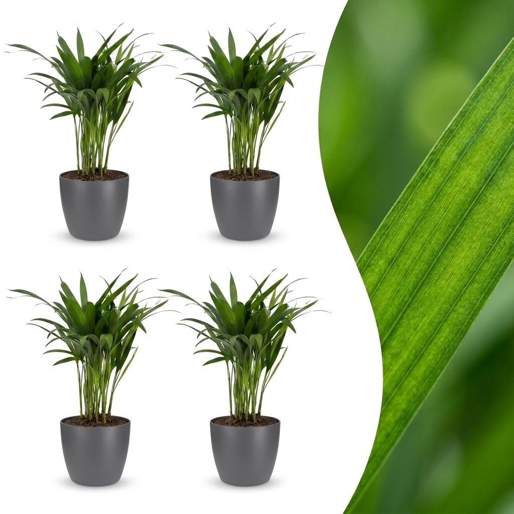 Areca Lutescens - Palmier Areca - Pot de 12cm - 4 plantes - Gris