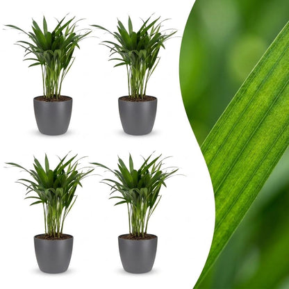 Areca Lutescens - Palmier Areca - Pot de 12cm - 4 plantes - Gris