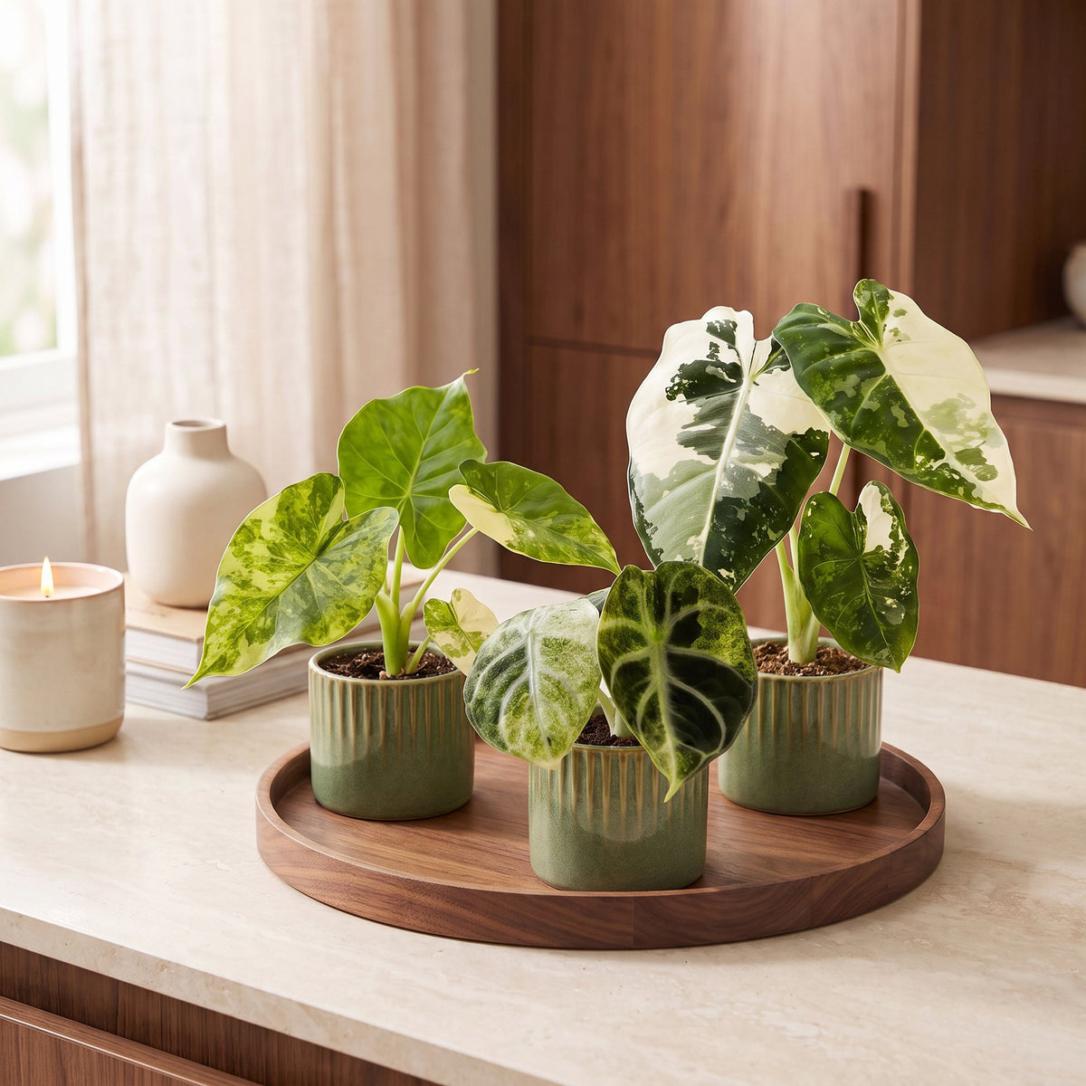Bébés Alocasia panachés en situation dans un intérieur