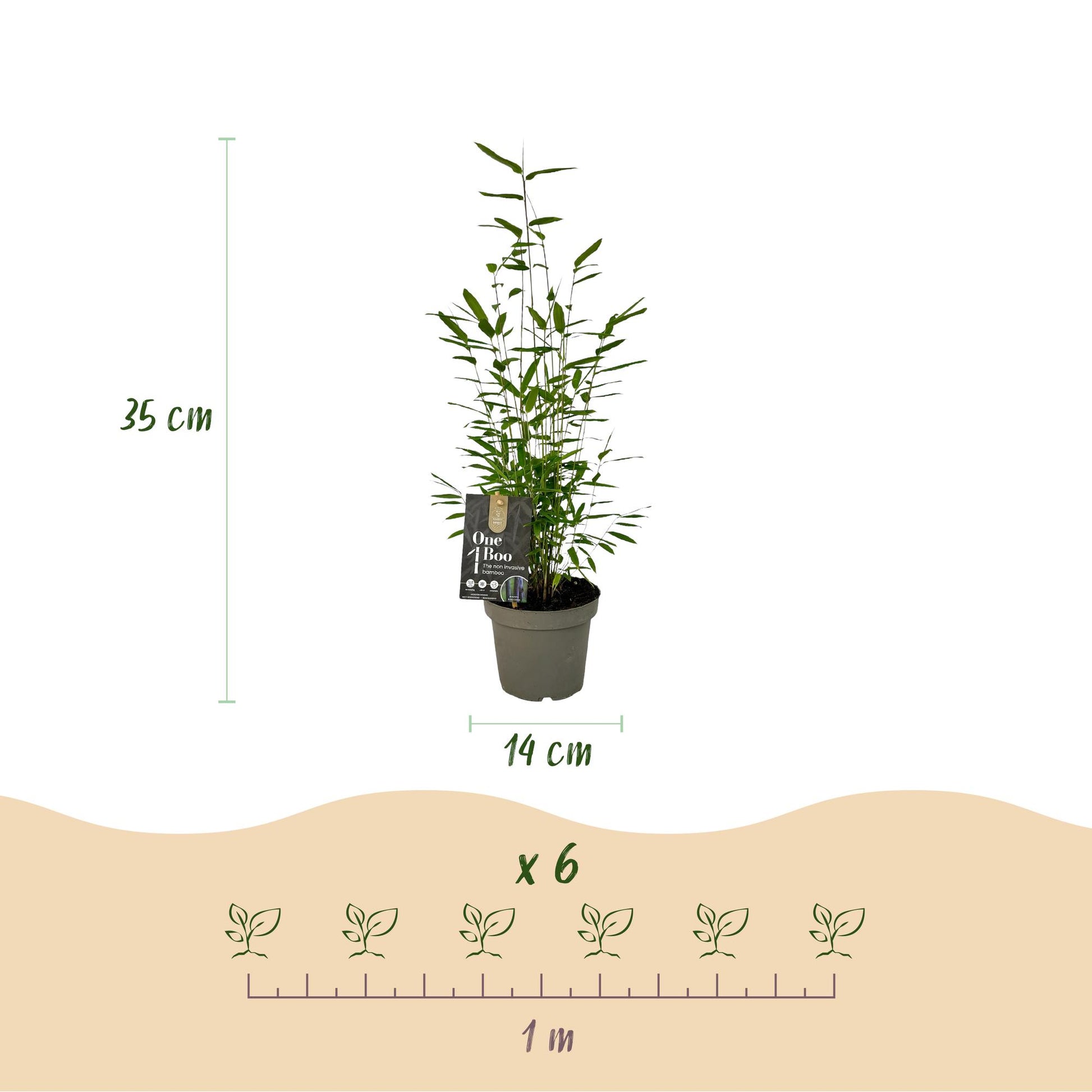 Bambou Fargesia mix Rainbow : infographie montrant un plant de 35 cm de haut, pot de 14 cm, et un espacement de plantation de 1 mètre pour 6