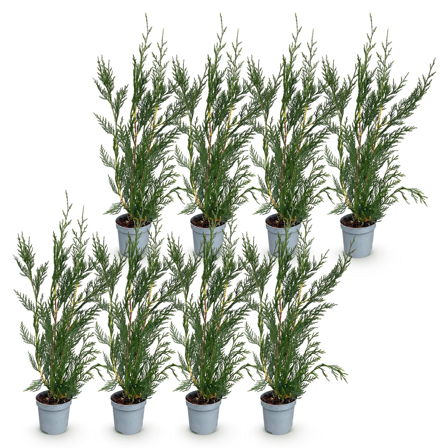 Cupressocyparis leylandii : lot de huit jeunes plants d'arbustes persistants, feuillage vert dense, pots gris, sur fond blanc.