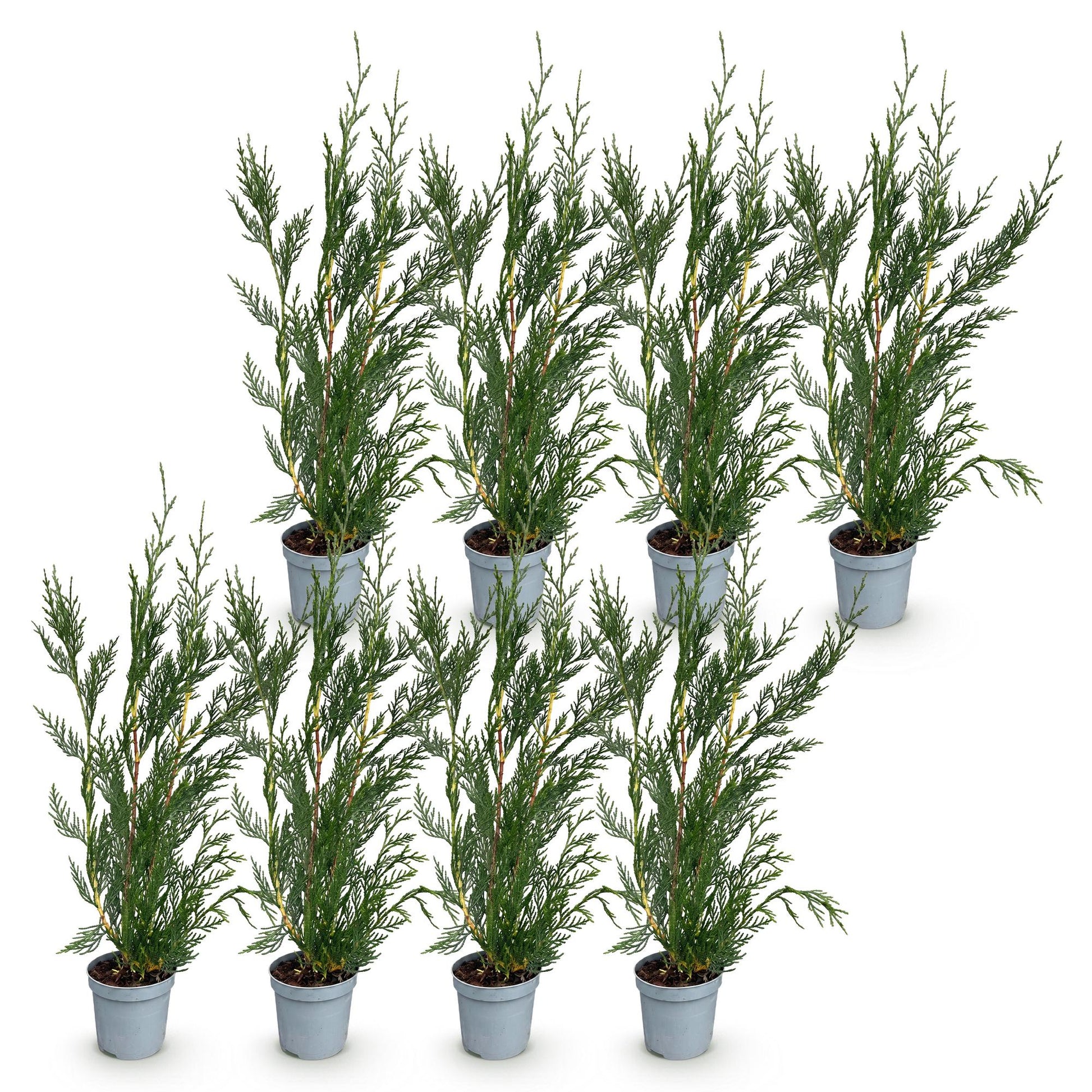 Cupressocyparis leylandii : lot de huit jeunes plants d'arbustes persistants, feuillage vert dense, pots gris, sur fond blanc.