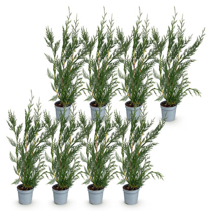 Cupressocyparis leylandii : lot de huit jeunes plants d'arbustes persistants, feuillage vert dense, pots gris, sur fond blanc.