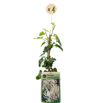 Renouée de l'Aubère (Fallopia aubertii) - grimpante fleurie