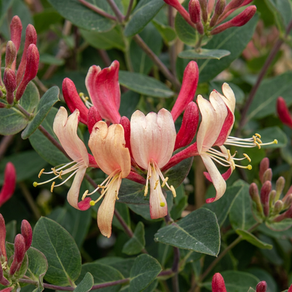 Chèvrefeuille des bois tardif (Lonicera periclymenum) - grimpante parfumée