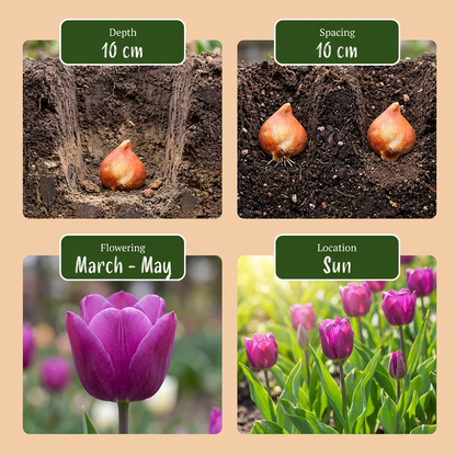 Guide de plantation des bulbes pour jardin : profondeur, espacement, floraison mars-mai et exposition soleil.