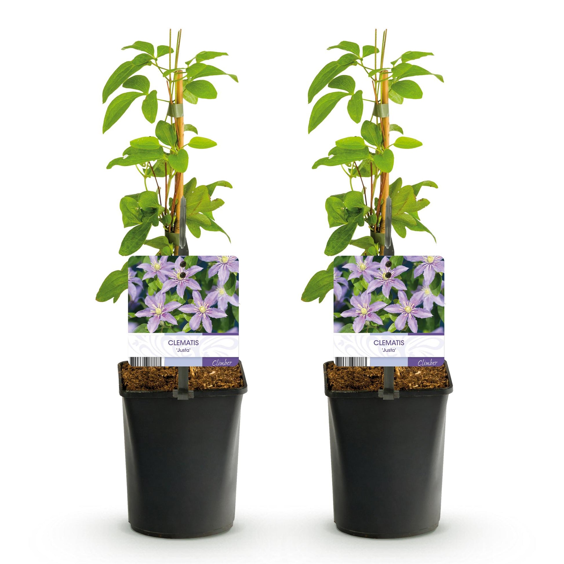 Clématis Justa : deux jeunes plants en pot avec tuteur et étiquettes montrant des fleurs bleu clair, sur fond blanc.