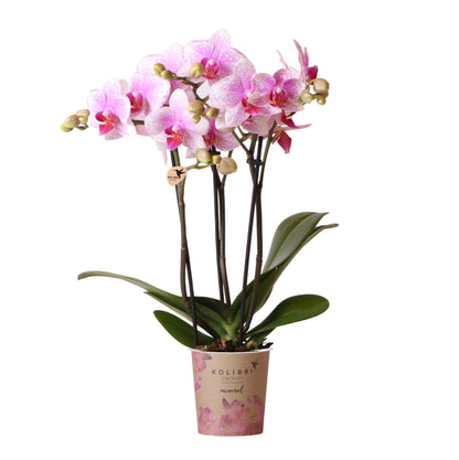 Orchidée Phalaenopsis rose en pot