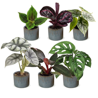 Bébés plantes tropicales en pot de 6 cm, 6 plantes, cache-pot bleu gris