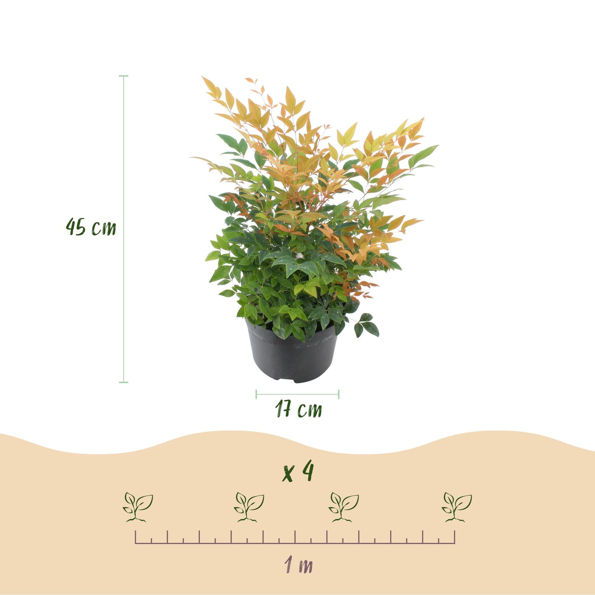 Nandina Gulfstream. Infographie montrant un plant en pot avec ses dimensions (45 cm de hauteur, pot de 17 cm) et un schéma d'espacement de p