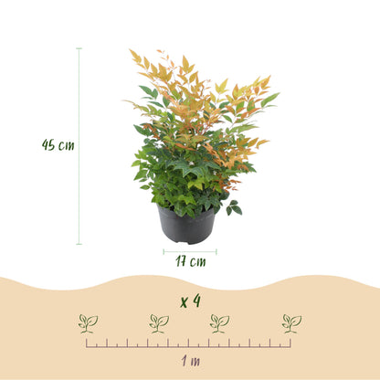 Nandina Gulfstream. Infographie montrant un plant en pot avec ses dimensions (45 cm de hauteur, pot de 17 cm) et un schéma d'espacement de p