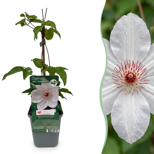 Clématite 'Miss Bateman' (Clematis) - grimpante à grandes fleurs blanches