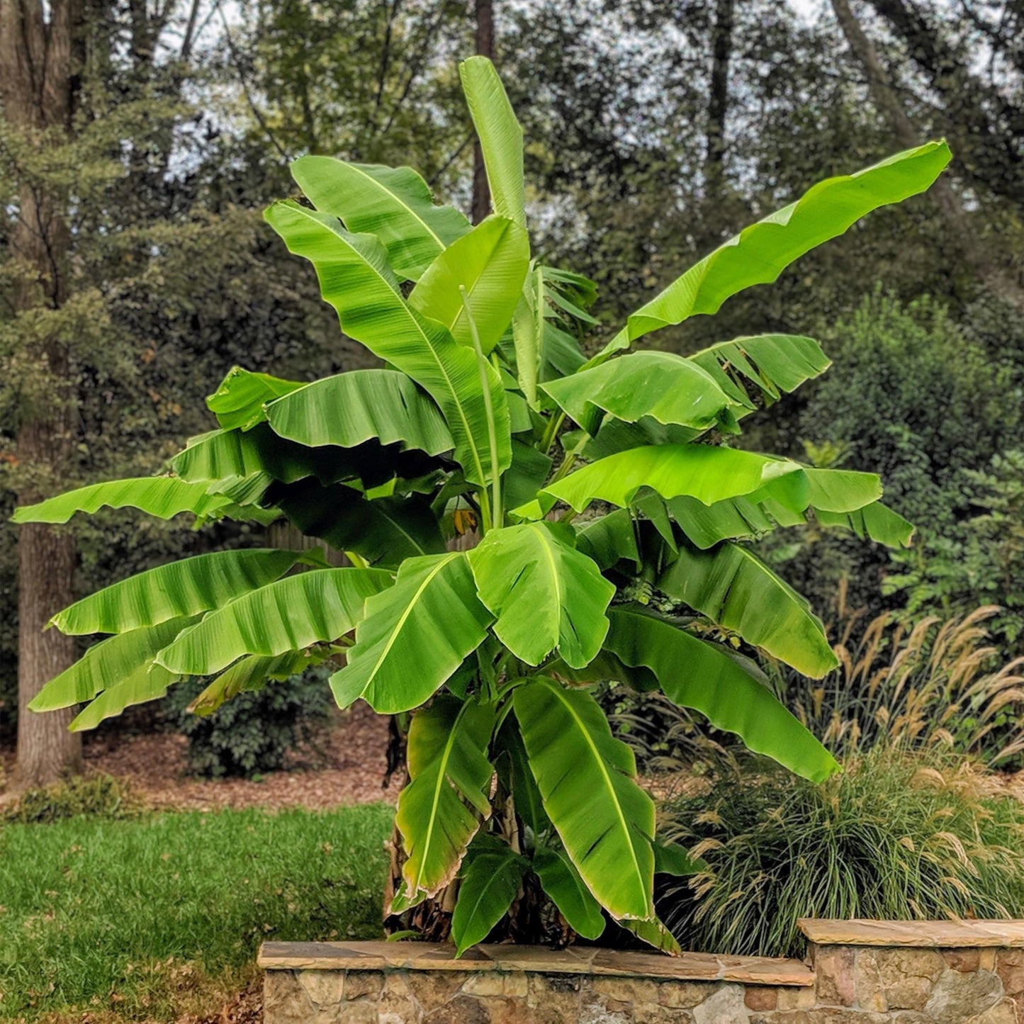 Musa Basjoo, un bananier rustique aux grandes feuilles vertes, majestueux dans un jardin, avec des arbres et herbes en arrière-plan.