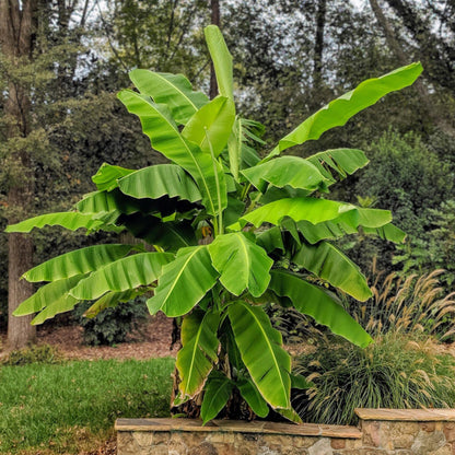 Musa Basjoo, un bananier rustique aux grandes feuilles vertes, majestueux dans un jardin, avec des arbres et herbes en arrière-plan.