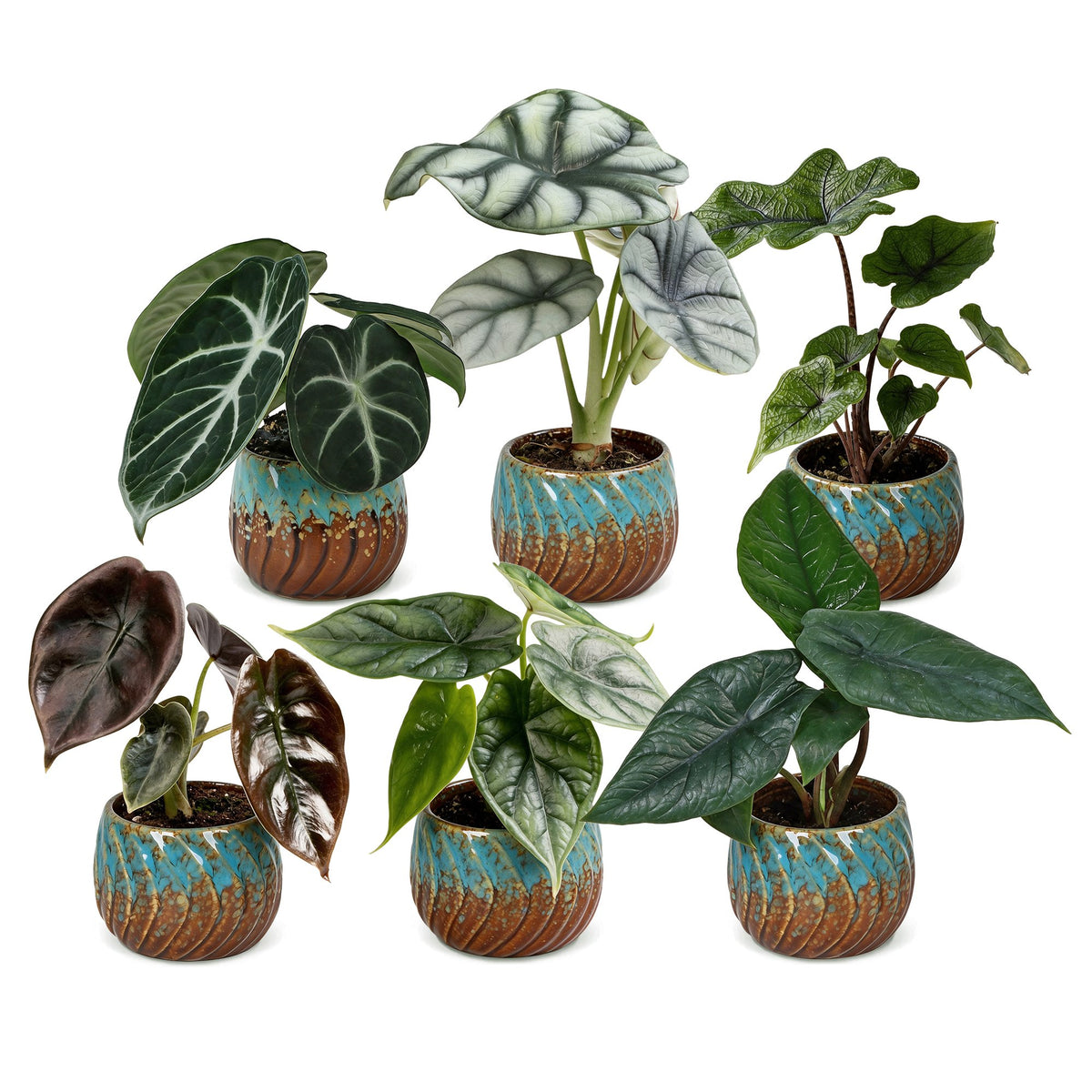 Bébés Alocasia de collection en pot de 6 cm, cache-pot cuivre et turquoise