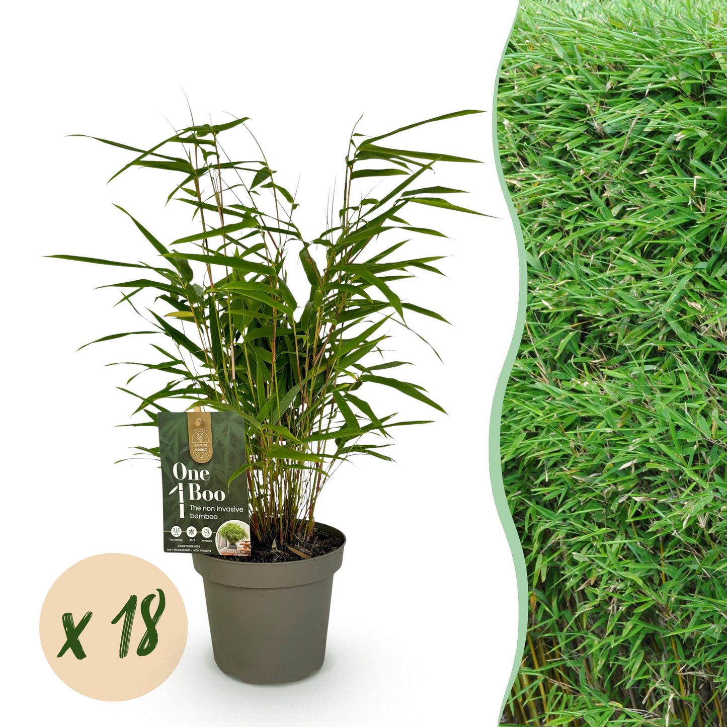 Bambou Fargesia Rufa. Un jeune plant de bambou persistant et non envahissant, avec une pastille indiquant le lot de 18.