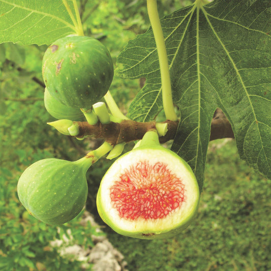 Ficus carica Brown Turkey. Gros plan d'une branche de figuier montrant des figues vertes immatures et une figue coupée en deux révélant sa c
