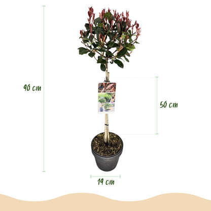 Photinia fraseri Little Red Robin en pot, montrant la hauteur totale de 90 cm et le diamètre du pot de 19 cm.